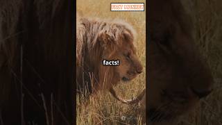 5 Mind-Blowing Facts About Lions You Didn't Know!