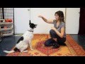 How to Teach Give Paw, High Five, Wave Hello - Dog Training