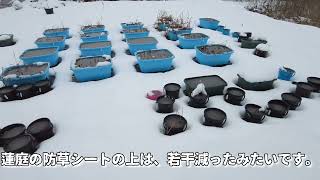 2022年2月4日(金) 新潟市秋葉区雪・天気の状況