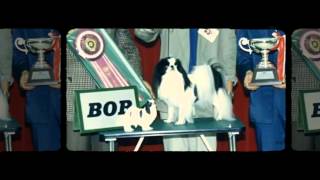 狆　Yoshihisasow Japanese Chin 1-7