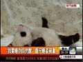 萌到爆表 小貓熊