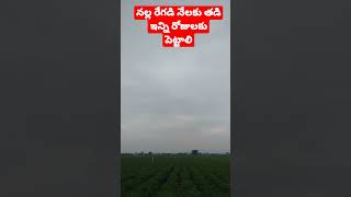 రేగడి నెలలో పంట దిగుబడి