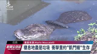 巴西里約鱷魚遇生存危機 廢水垃圾侵害棲地｜20230428 公視新聞全球話