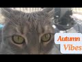 1 min of relaxing with chilled cats #cat #chill #relax