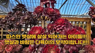 2월21일 ㅡ정원다육ㅡ 화사한 햇살에 달달하게 익어가는 육이들~!!! 정원댁010.7370.2040