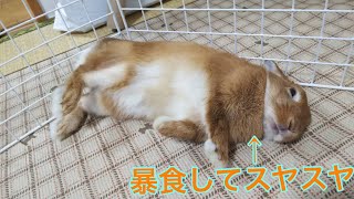 【うさぎ】ラムがひたすらモグモグするだけの動画【かわいい】