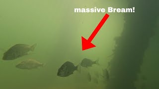 Massive! school of Bream under jetty.