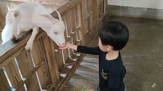 【どんぐり村】ヤギに餌やり