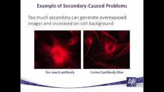 An intro to immunofluorscent staining of cultured cells, webinar preview