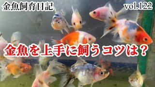 金魚を上手に飼うコツってあるの？どうすればいいの？