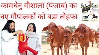 कामधेनु गौशाला पंजाब ने की पशुपालकों के लिए एक नई पहल ।। Kamdhenu Gaushala New Video ||