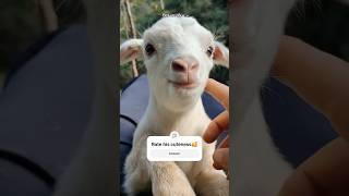 എന്ത് ക്യൂട്ട് ആണല്ലേ..Rate his cuteness guys 1-100% ♥️ | Subscribe if u like pets🐾🔔 #funnypets