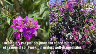 Tibouchina Granulosa - The Purple Glory Tree