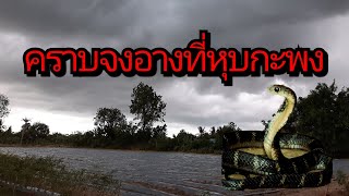 คราบจงอางที่หุบกะพง