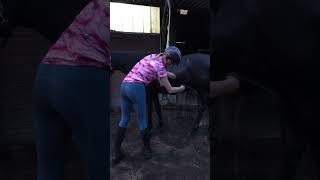 Pony WASSEN nadat hij LEKKER had GEREND in de LES. Even AFKOELEN met KOUD WATER #pony  #shorts