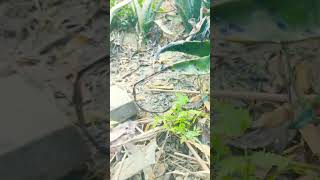 growing neem plant