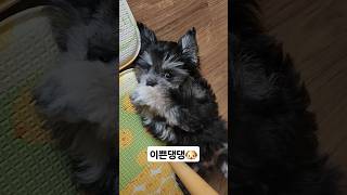 3개월말티푸 성장과정/뒹굴뒹굴 좋아하는 강아지 영상