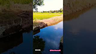 வாய்க்கால்|Water canal|water irrigation|canal irrigation|paddy field|@3Starchannel3 #canal #field