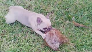 Blu Was Tearing Those Coco Nuts Up