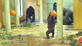 キンタロウを想う、お父さんモモタロウの優しい腕。【京都市動物園】