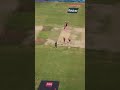 out or not out run out srh vs rr live ipl 2024 cricket ipl srhvsrr viratkohli