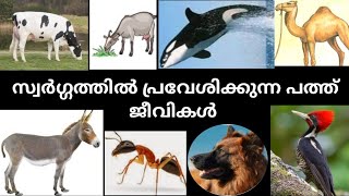 സ്വർഗ്ഗത്തിൽ  പ്രവേശിക്കുന്ന പത്ത് ജീവികൾ/ The Animals That Enter Paradise Are Ten/പ്രകാശം / Nizami