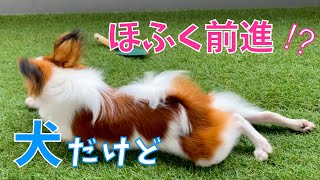 一生懸命にほふく前進するパピヨン子犬が可愛い。一緒にベランダで遊びましょ。#もなか日記 #papillon #パピヨン