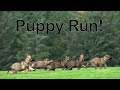 Kraftwerk K9 German Shepherds - Puppy Run!