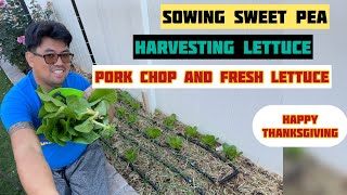 Alaska Sweet Pea Sowing/Harvesting Romaine Lettuce/ Cooking Pork Chop Paired with Fresh Lettuce