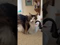 🔈super chatty floof pets cats animals catlover