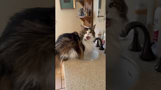 🔈Super Chatty Floof #pets #cats #animals #catlover