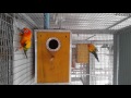 Sunconures @ mv farm