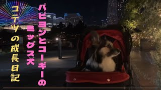 【パピヨンとコーギーのミックス犬】神奈川県横浜市夜のお散歩　Night walk in Yokohama city, Kanagawa prefecture