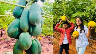 Let’s Visit Papaya Farm  In India