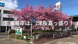 三浦半島では今、早咲きの河津桜が見頃！