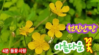 미나리아재비 East Asian buttercup