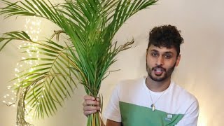 Areca Palm Repotting.