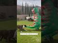 Dogs Freak Out Over Dinosaur Costume #shorts