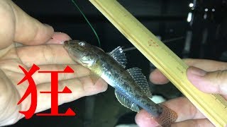 クレイジーハゼ釣り  Crazy fishing ①