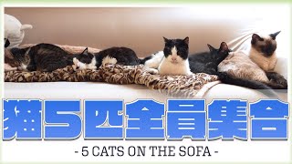 5 Cats on the sofa