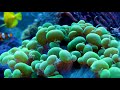 update hybrid black tang frag tank and crazy cool coral shots