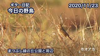 ギター日記　今日の野鳥　・　まつぶし緑の丘公園と周辺　2020年11月23日