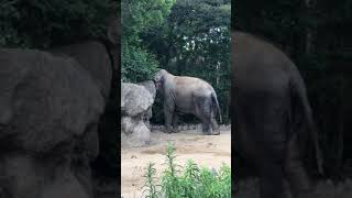 北九州　到津の森　動物園ゾウさんのフェイント