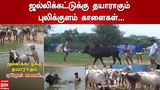 ஜல்லிக்கட்டுக்கு தயாராகும் புலிக்குளம் காளைகள்...! | Pulikulam  | Jallikattu