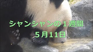 シャンシャン2021年５月11日