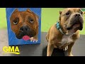 ‘GMA’ Pet of the Week: Meet Daisy l GMA