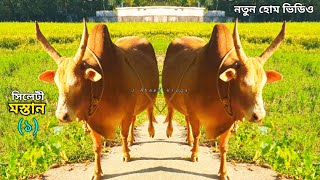 সিলেটী মাস্তান (১) ছাতক মইনপুর | Sylheti Top Fighter Bulls| Sylheti Mostan 🔥| J Ahmed Vlogs