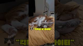 애완동물 귀여운 고양이 \