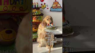 陪笨蛋小狗过的第一个生日双血统金毛 金毛阿尔法 狗狗过生日 大型犬的温柔