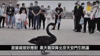 習曾喊做好應對 黑天鵝突降北京天安門引熱議｜中國一分鐘